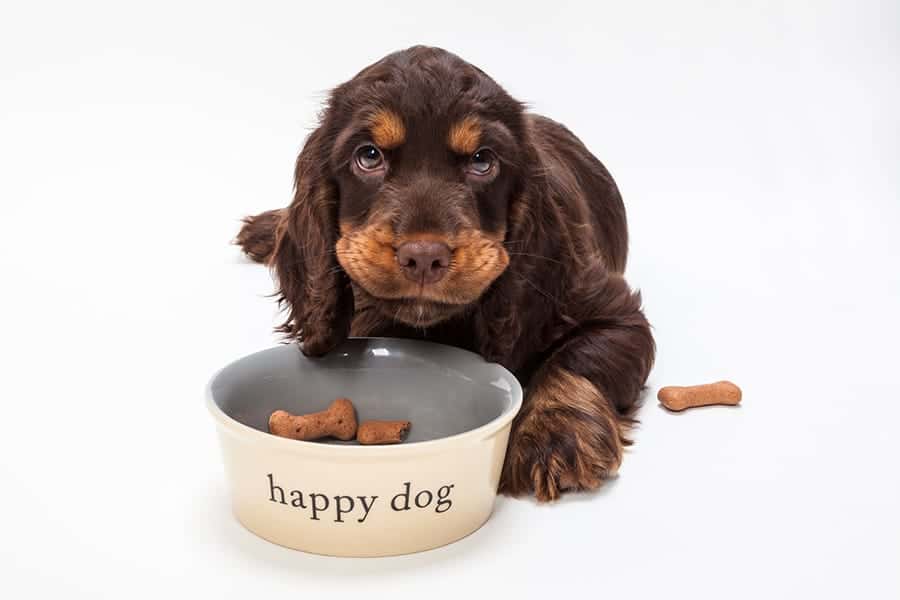 dog eating treats in a bowl