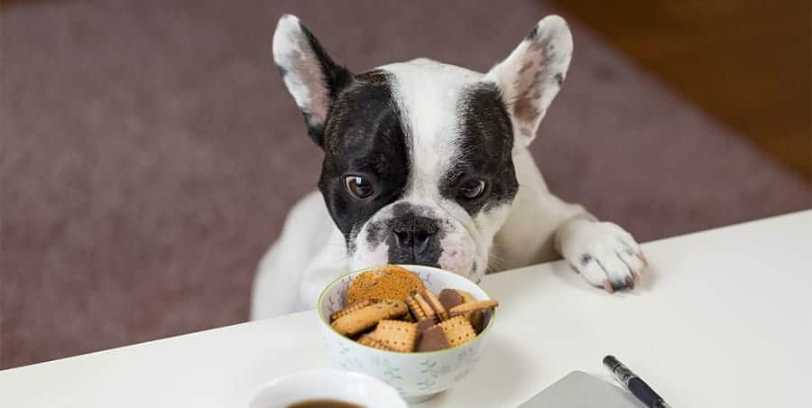 food dog names - dog with cookies