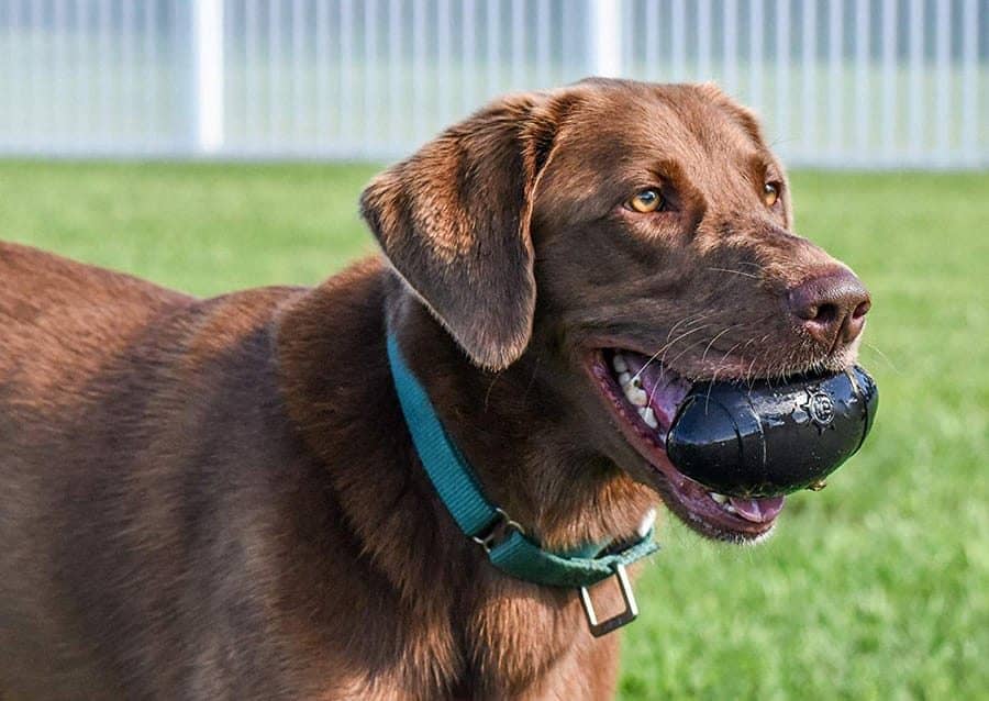 Dog Football - Indestructible Dog Toys For Pit Bulls
