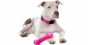 pit bull with toy
