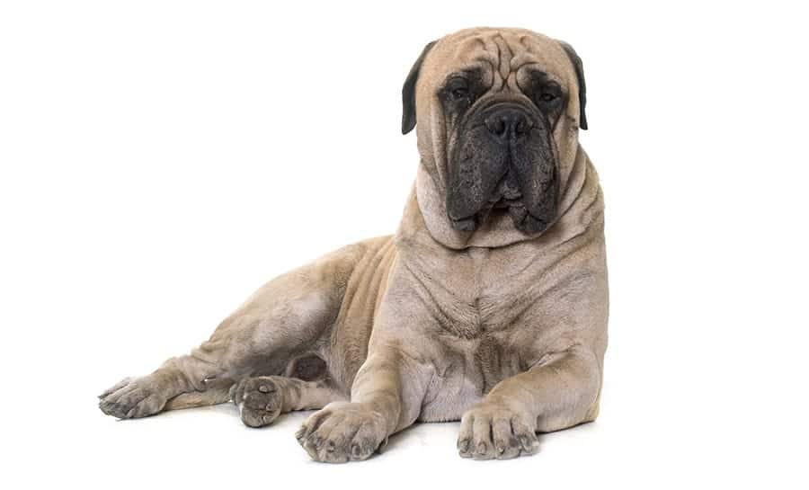 Mastiff names