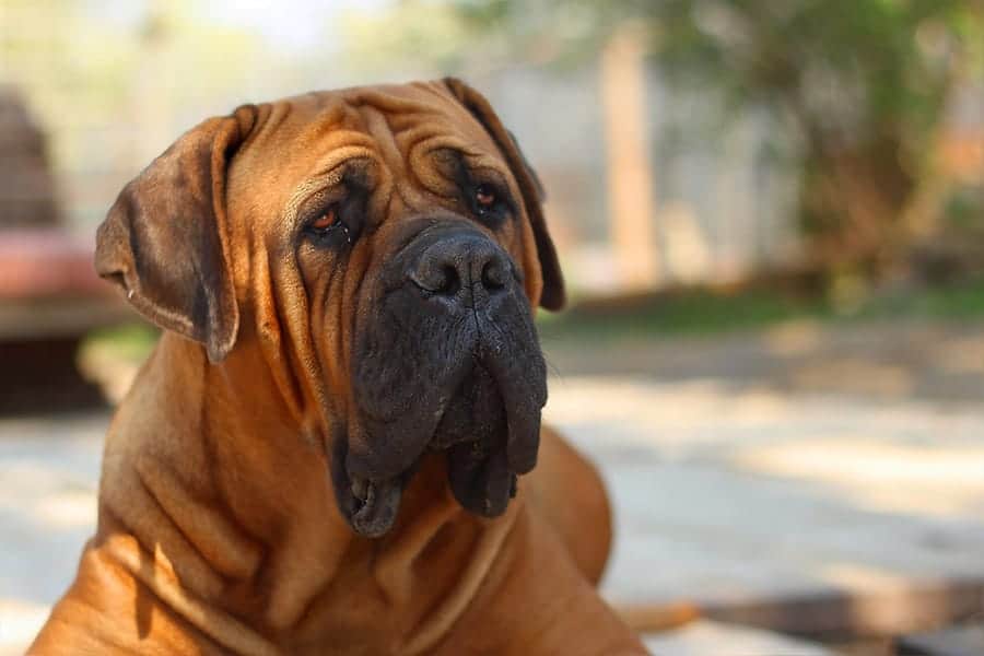 Red mastiff 