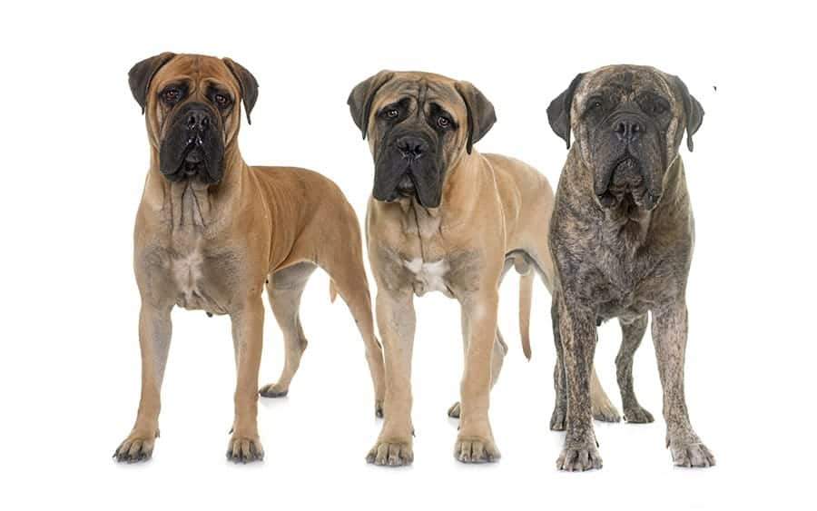 group of Mastiffs