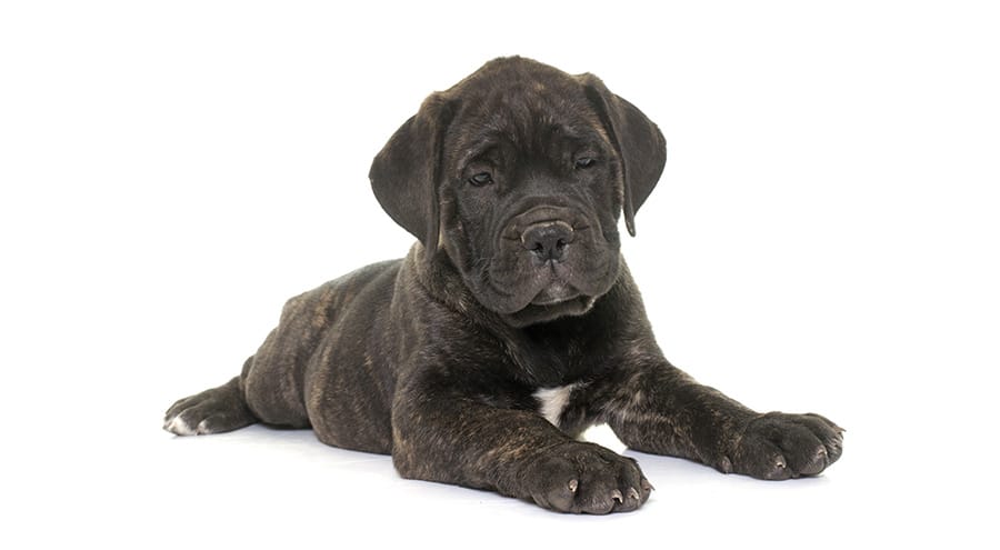 Mastiff puppy