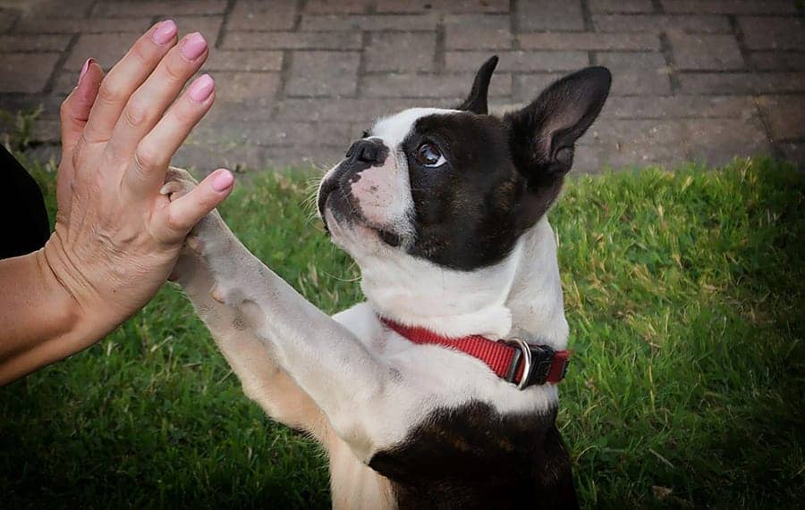 Boston Terrier high diving