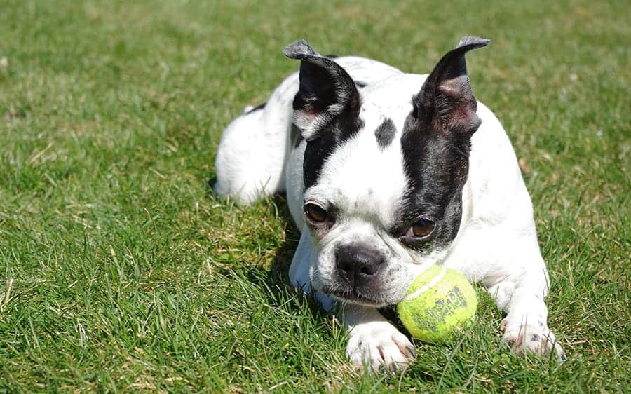 Terrier with a tennis ball