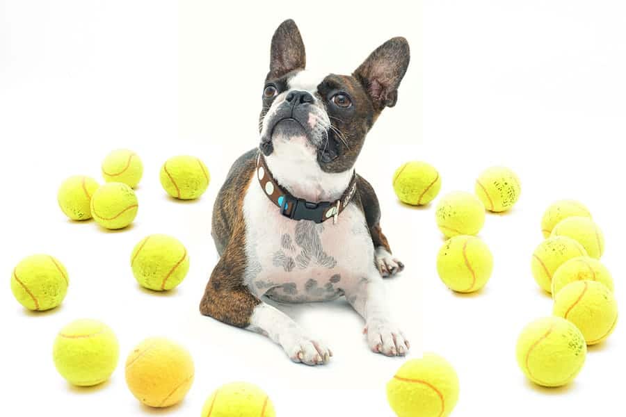 Boston Terrier surrounded by tennis balls