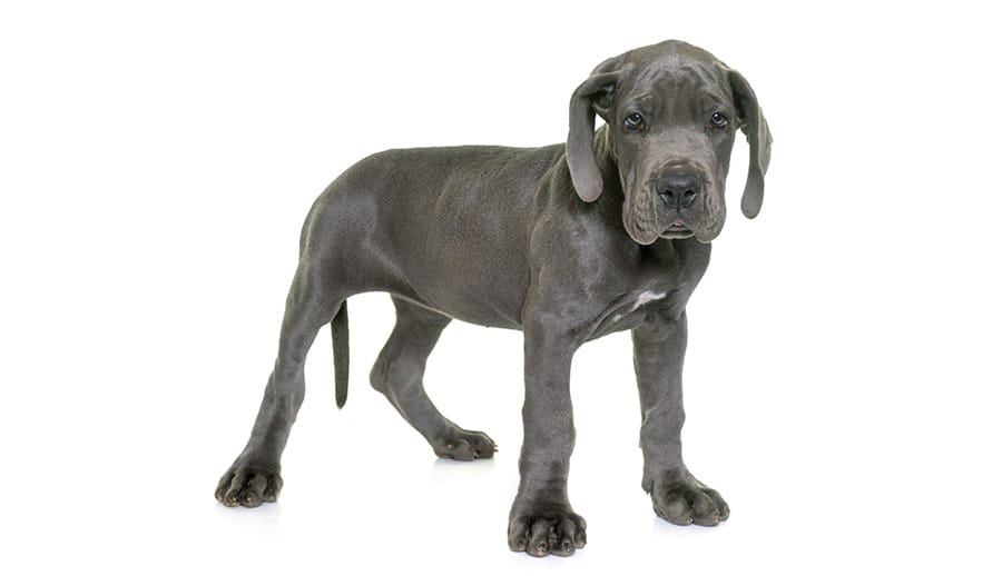 Grey Great Dane