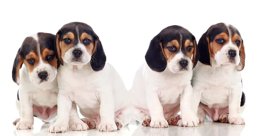 group of beagle puppies