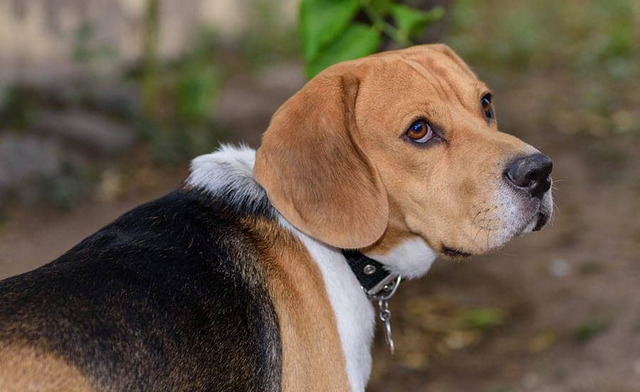 beagle side view