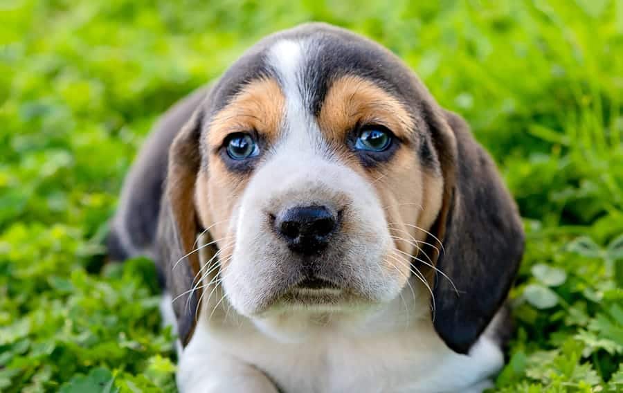 beagle in grass