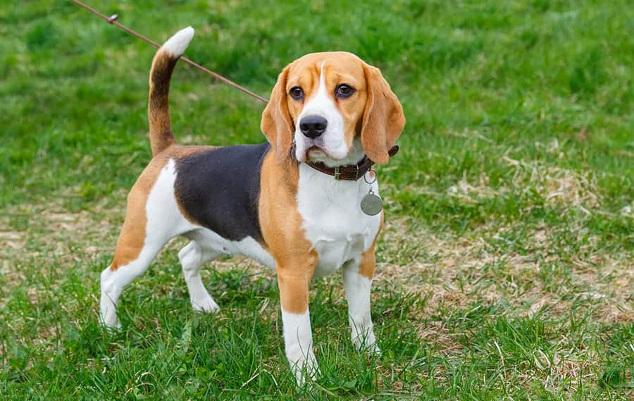 beagle on leash