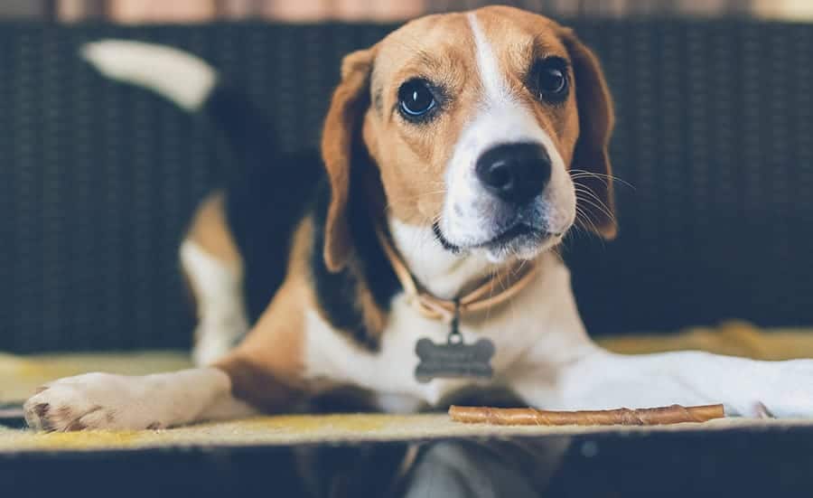 beagle eating a stick