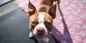 Boston Terrier names