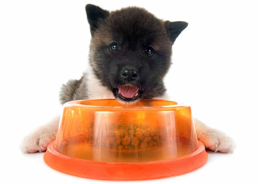 what to feed a puppy - dog eating