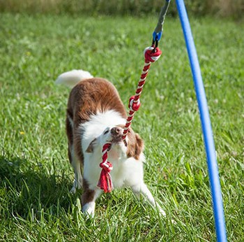 dog pulling rope