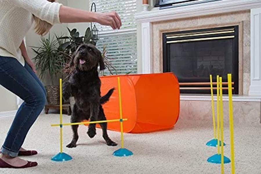 Dog Exercise: Exercising Your Dog Indoors - Houston PetTalk