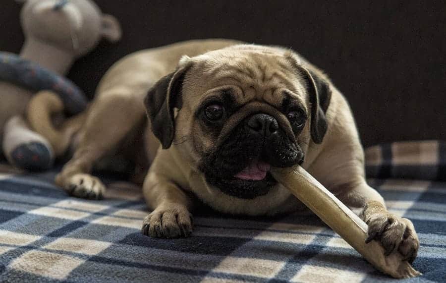 pug with treat