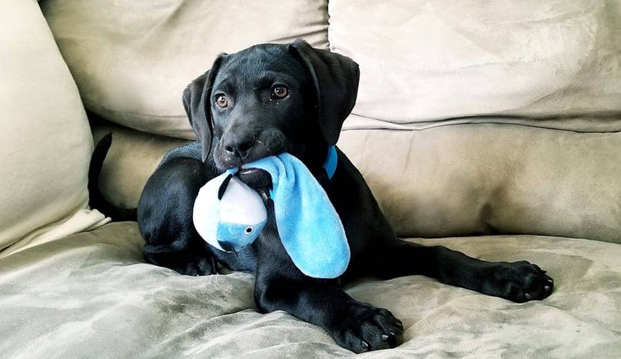 Exercise dog indoors - dog with toy