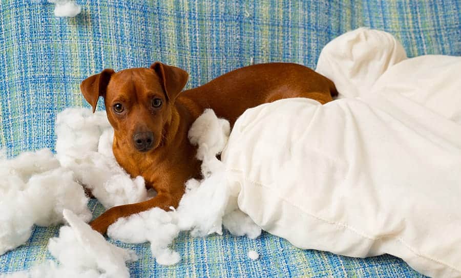 How to Puppy Proof Your Home Without Sacrificing Style - This Dogs Life