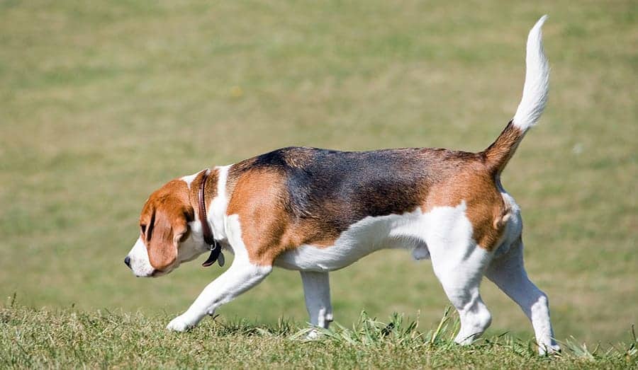 Beagle sniffing