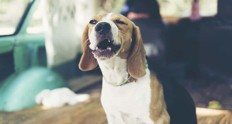 Funny beagle