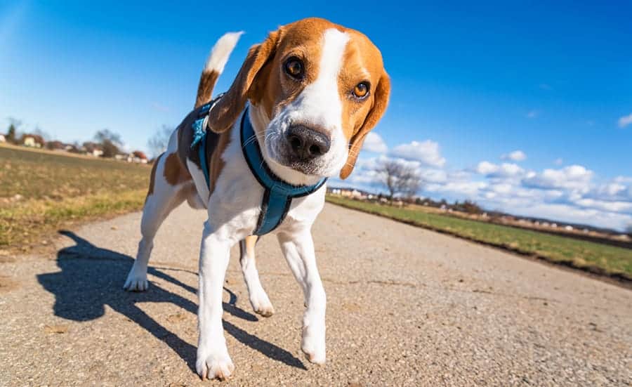 Beagle on walk 