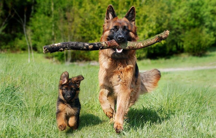 german shepherd and puppy