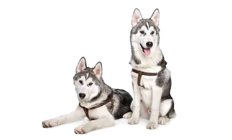 Best brush for siberian husky