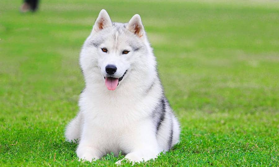 siberian husky laying in grass