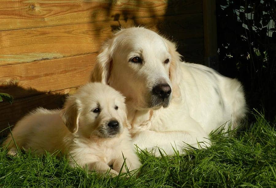 two blond golden retrievers, puppy and adult