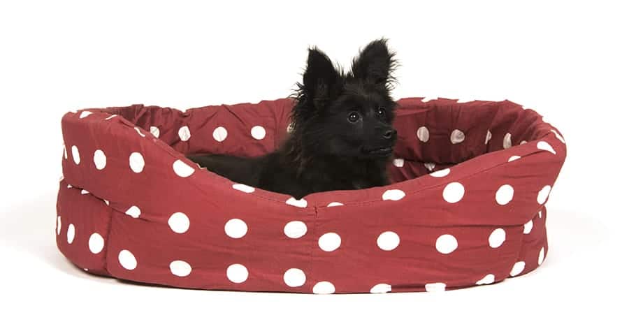 Cute dog beds conclusion