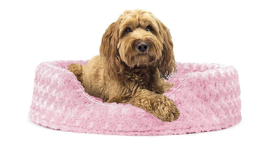 Dog beds for girl dogs hotsell
