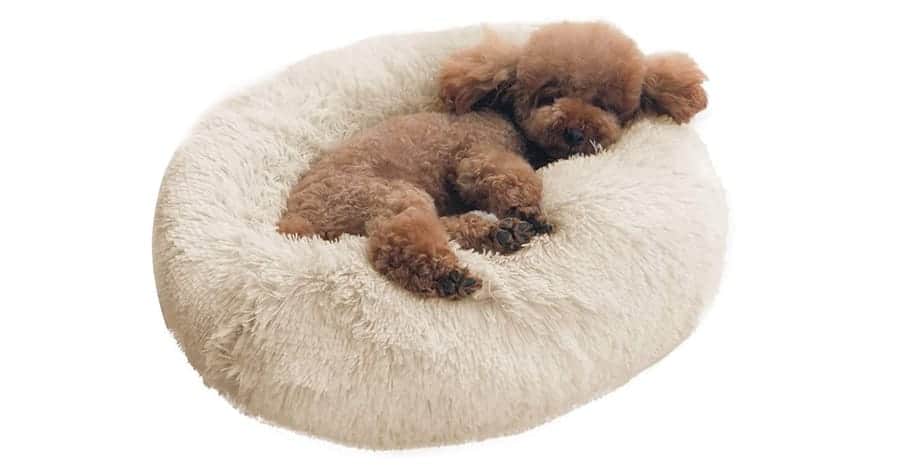 Cute dog beds