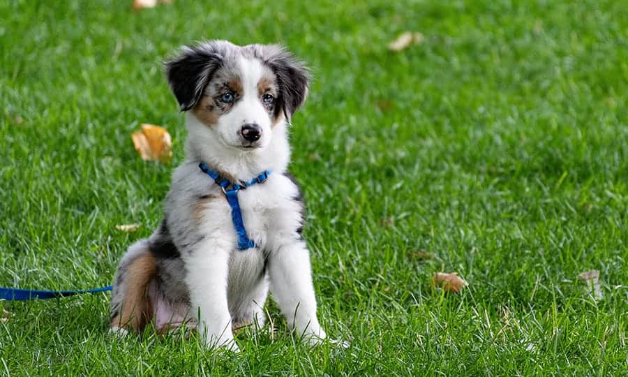 Picking the right shop dog breed