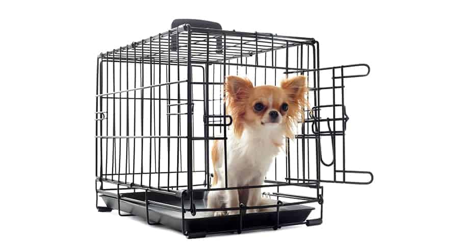 How to crate train a puppy