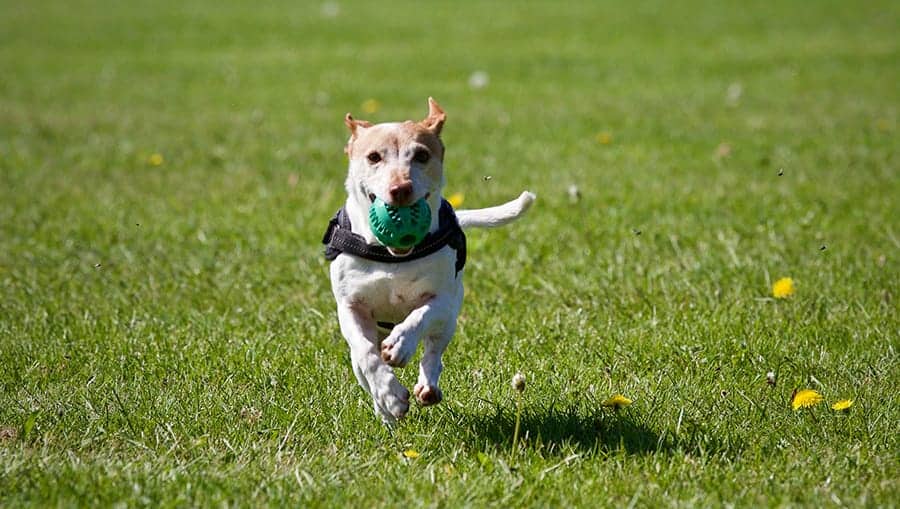 dog running with ball