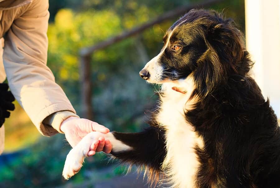 Collie shaking hands