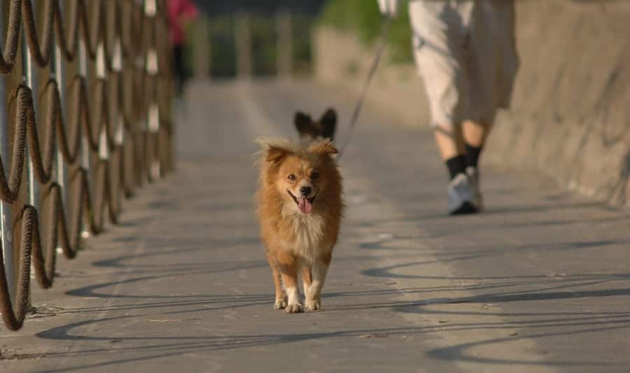 How to train a dog to walk on a leash