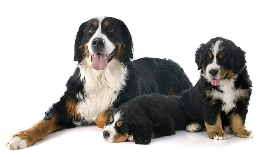 Bernese Mountain Dog names