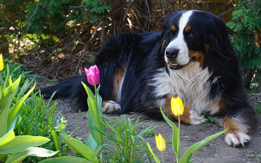 Names for Bernese Mountain dogs