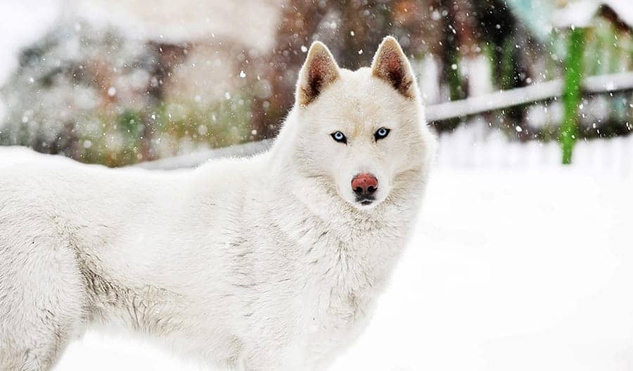 white dog with blue eyes