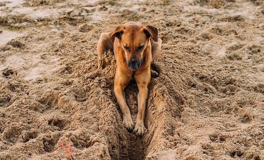 How to Stop a Dog from Digging