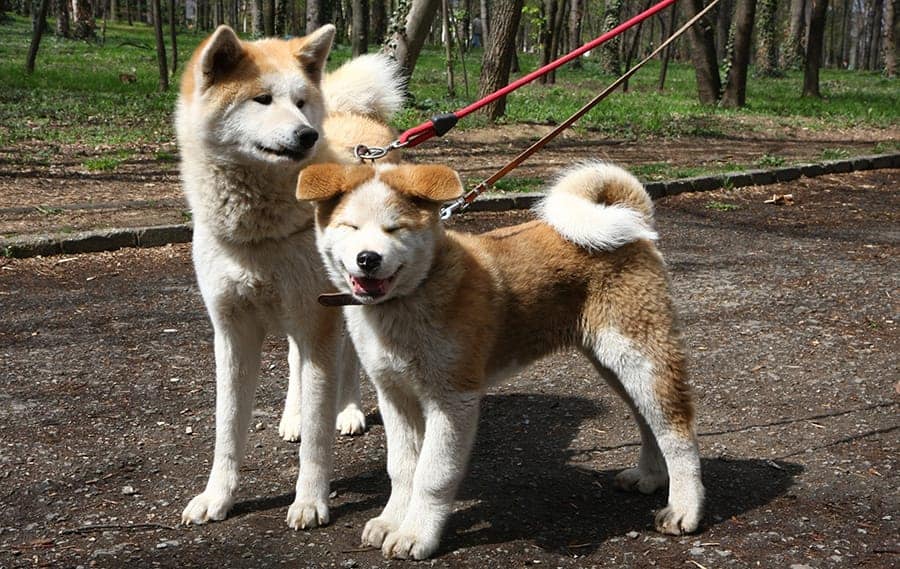 two cute dogs on leashes