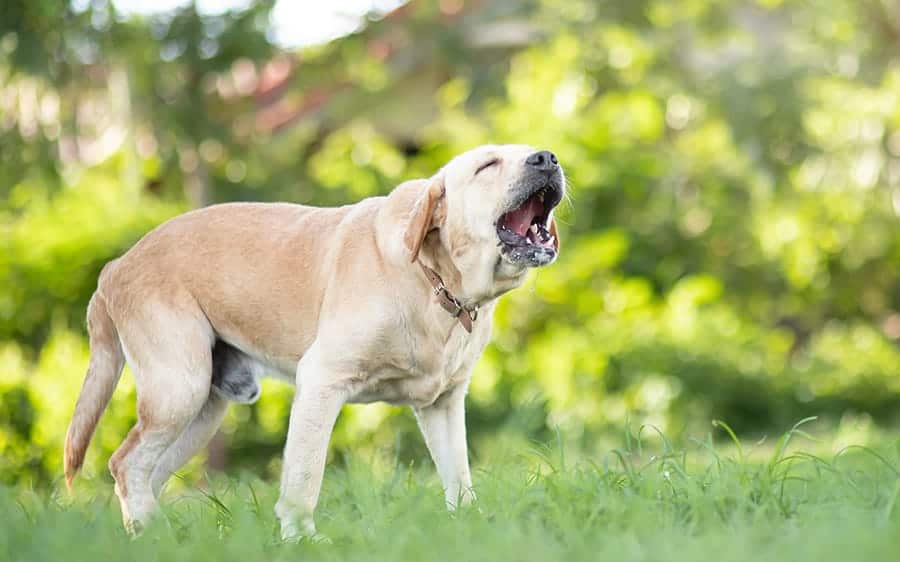 dog barking - quiet dog breeds