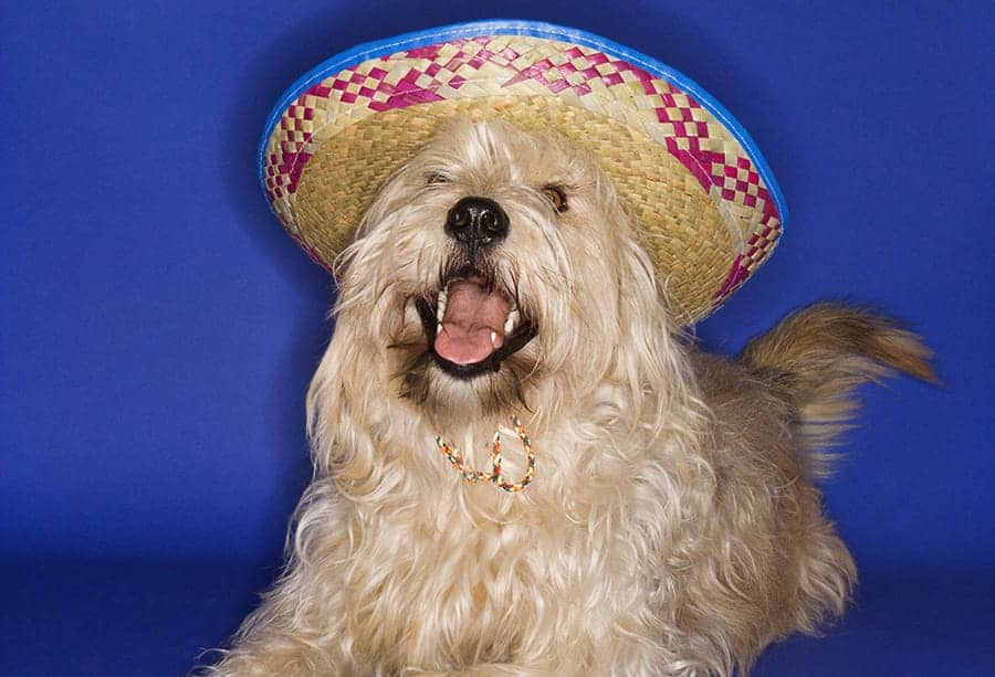 dog with sombrero - mexican dog names