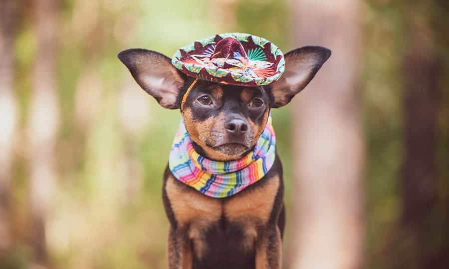 chihuahua with sombrero