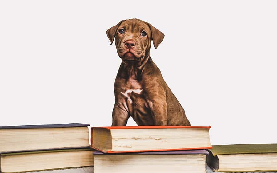 Academic dog