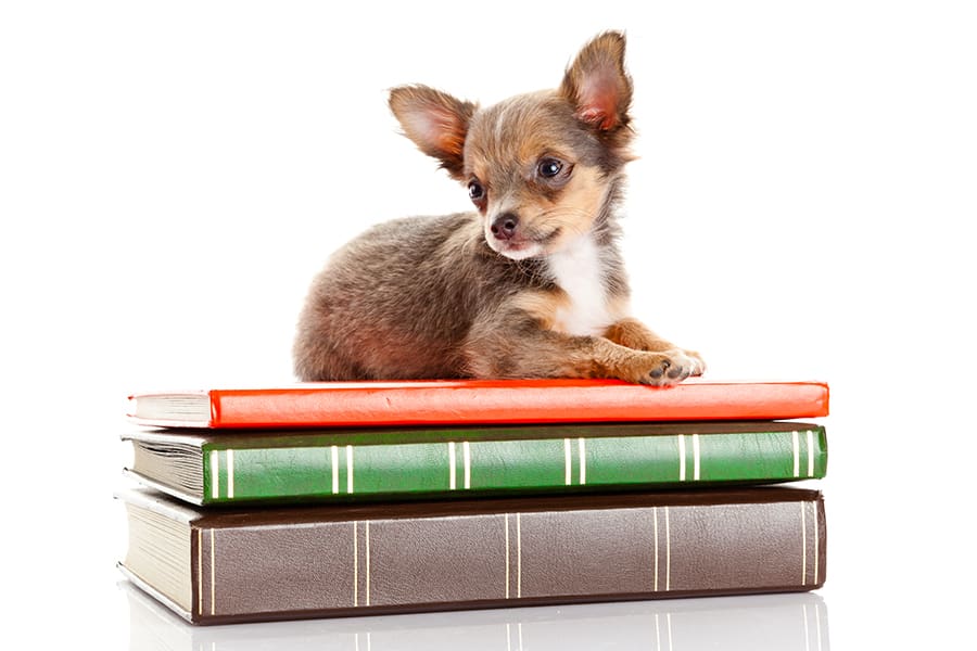 chihuahua on books