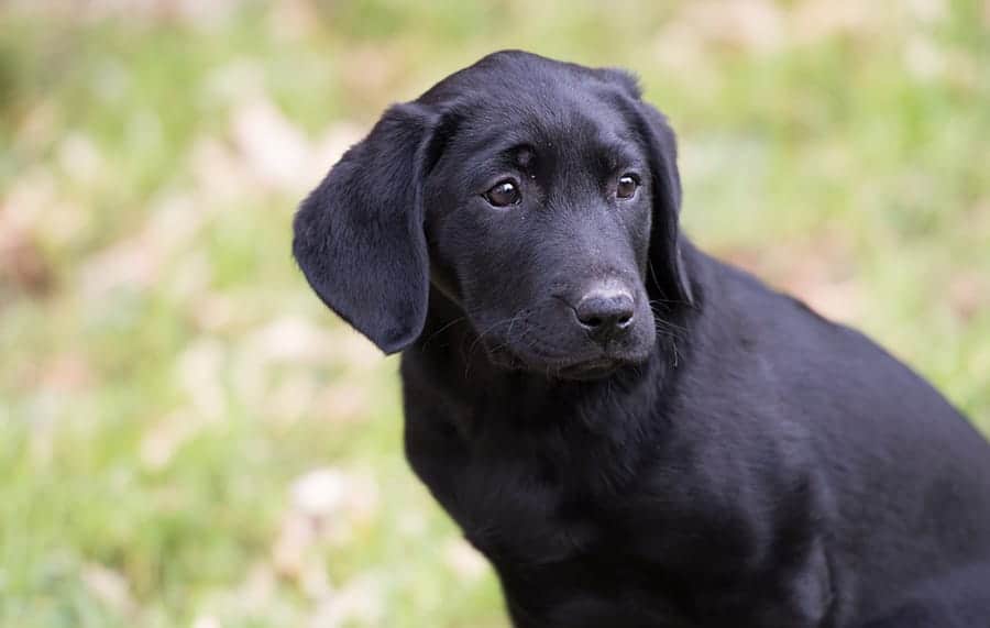 Black Dog Names – 505+ Fantastic Ideas for Your Furry Friend